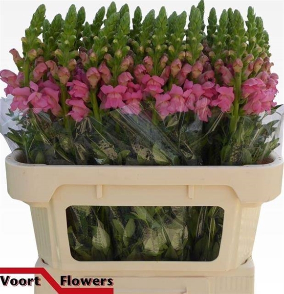<h4>ANTIR POTOMAC PINK</h4>