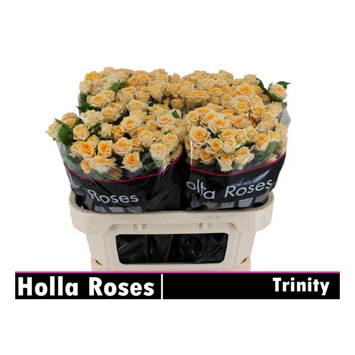 <h4>R TR TRINITY</h4>