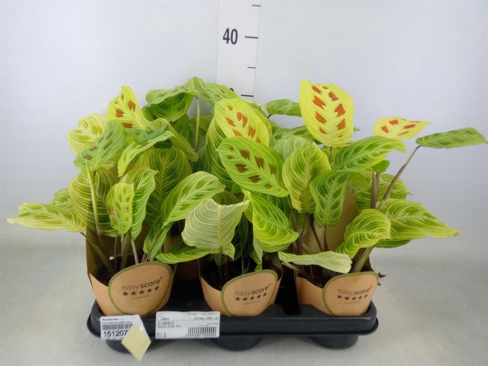 <h4>Maranta leuc.   ...</h4>