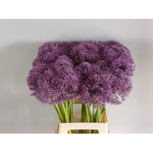 ALLIUM GLOBEMASTER