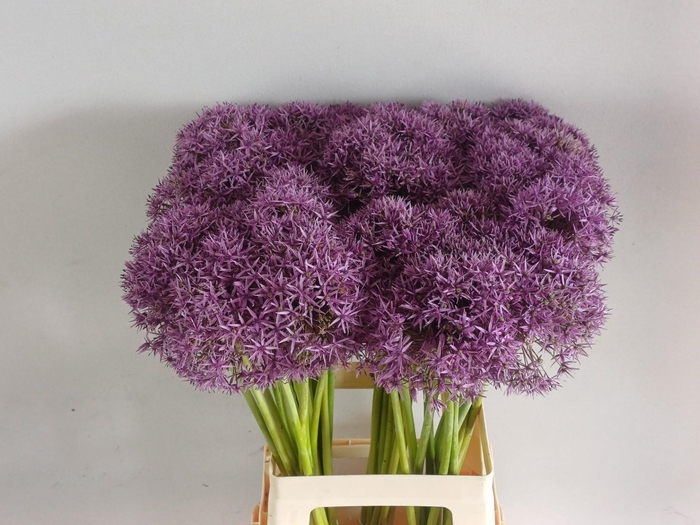<h4>ALLIUM GLOBEMASTER</h4>