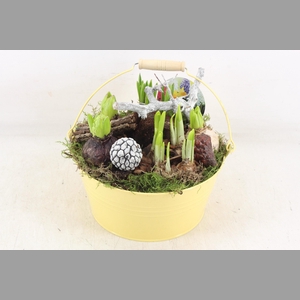 arr4 Bollenmix VL - Emmer yellow 250/2