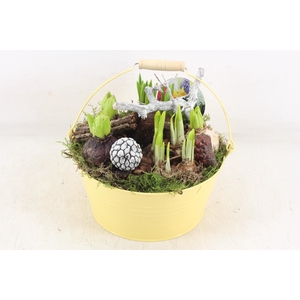 arr4 Bollenmix VL - Emmer yellow 250/2