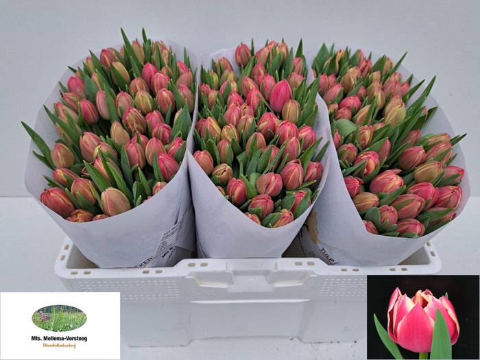 <h4>TU DU COLUMBUS</h4>