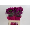 Dianthus St Nobbio Violet