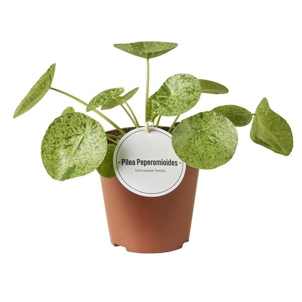 <h4>Pilea overig</h4>