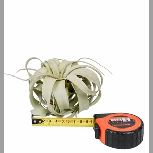 TILLANDSIA XEROGRAPH