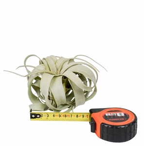 TILLANDSIA XEROGRAPH