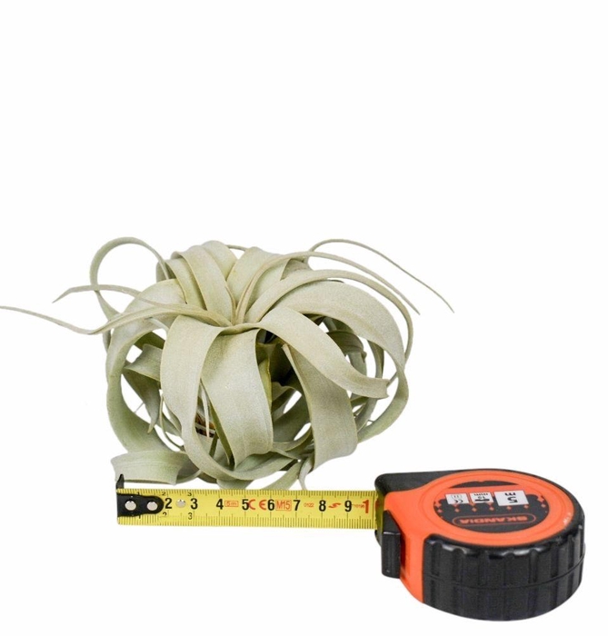 <h4>tillandsia xerographica x12</h4>