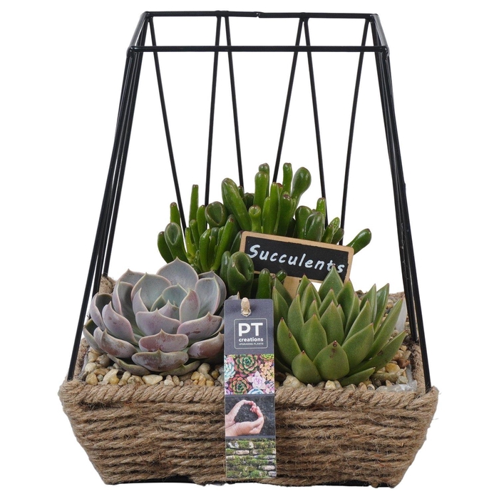 <h4>PTSU8501 Arrangement Succulenten in rechthoekige touwmand met metaal</h4>