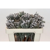 Kaaps Groen Silver Brunia
