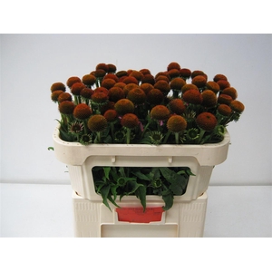 Echi Purpurea