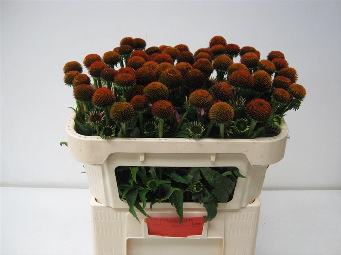 <h4>Echi Purpurea</h4>