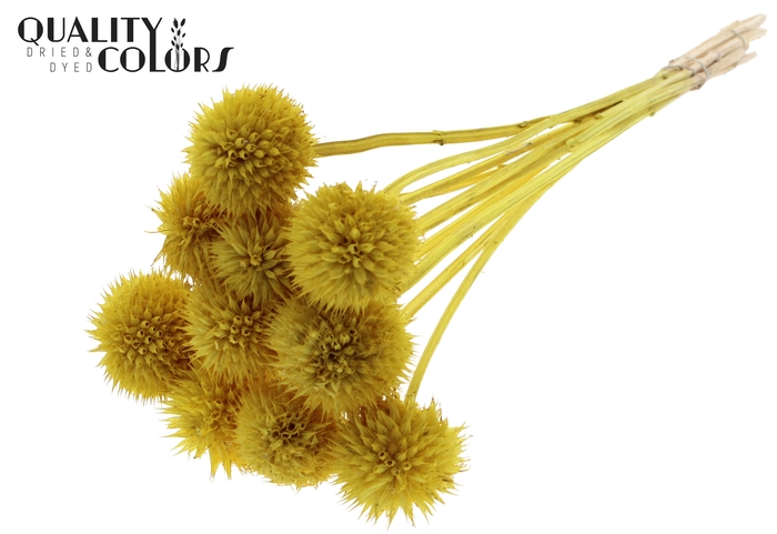 Lions Tail 10pc/bunch Yellow