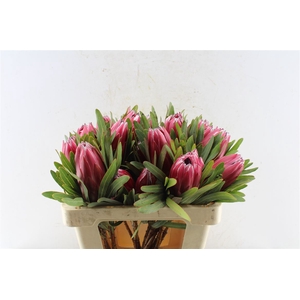 Protea Lieben Cherry