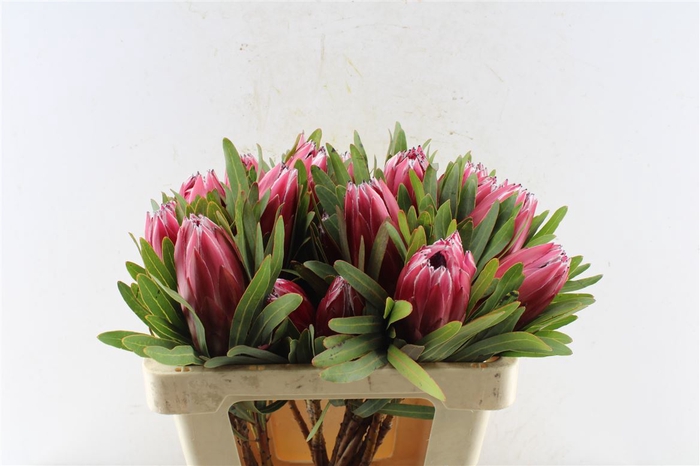 <h4>Protea Lieben Cherry</h4>