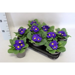 Primula acaulis Blue