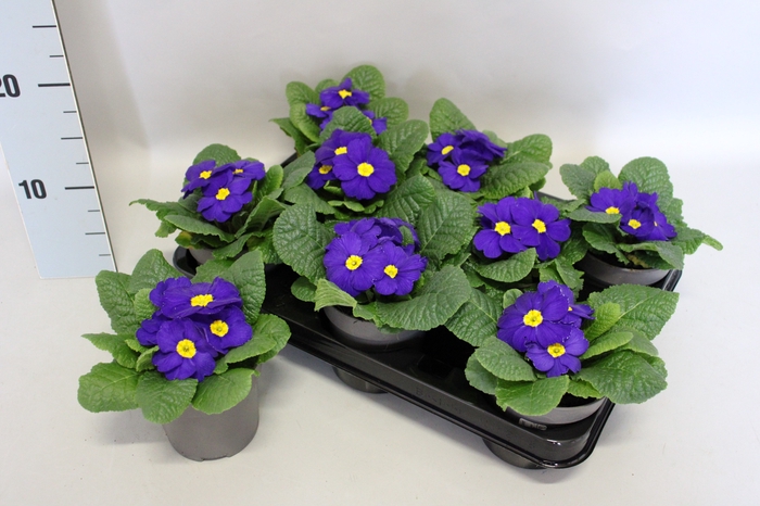 Primula acaulis Blue