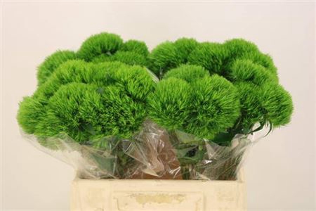 <h4>Di Barb Kiwi Mellow</h4>