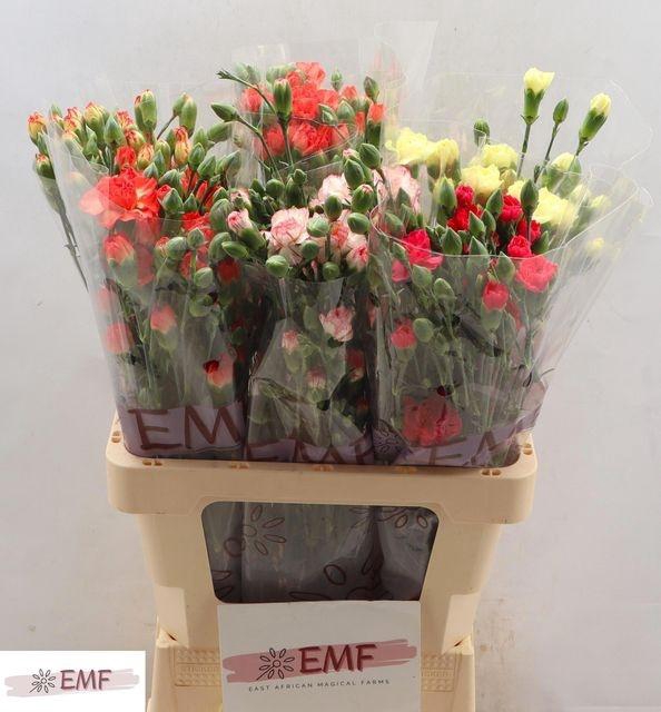 <h4>DI TR GEM IN FUST</h4>