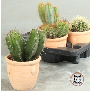 CACTUS OV
