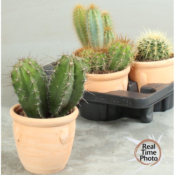 <h4>CACTUS OV</h4>