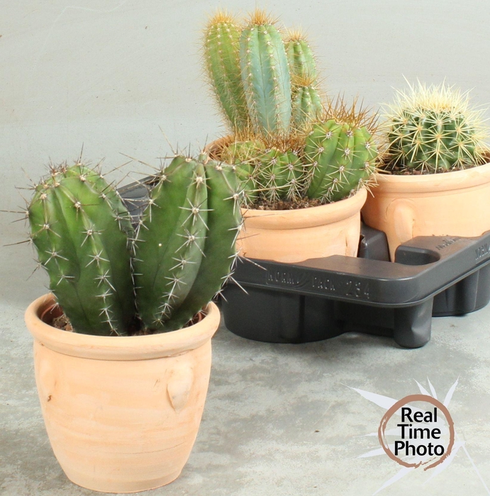 CACTUS OV