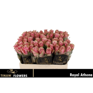 R GR ATHENA ROYALE