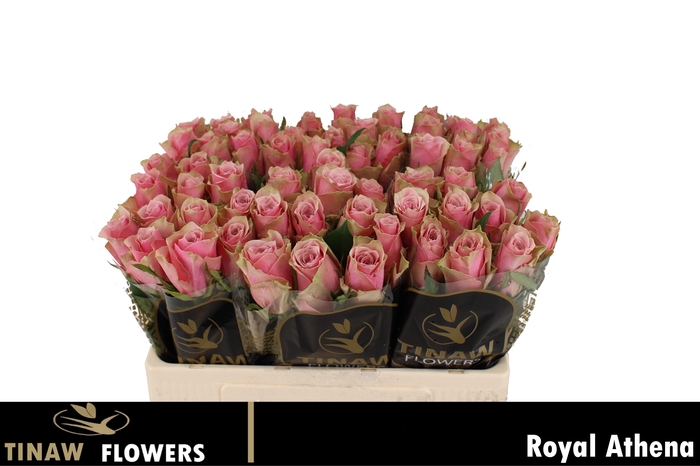 <h4>R GR ATHENA ROYALE</h4>