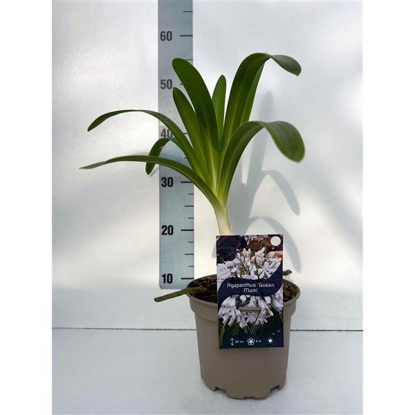 <h4>Agapanthus 'Queen Mum' c2</h4>