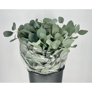 Euc. Populus Leaf Short