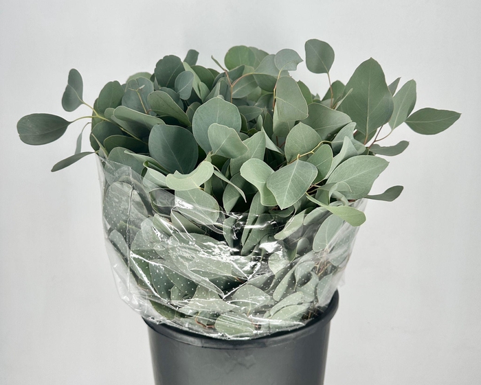 <h4>Euc. Populus Leaf Short</h4>