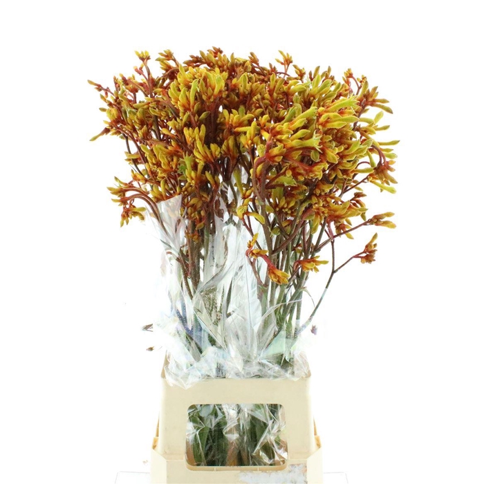 <h4>Anigoz Gold Fever</h4>