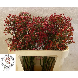 ROSA RED PEARL HIPHO