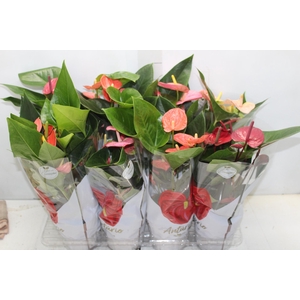 ANTHURIUM VARIADO P15
