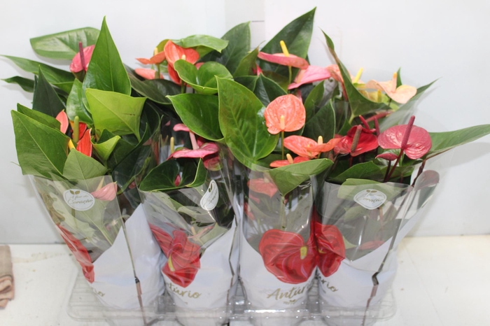 <h4>ANTHURIUM VARIADO P15</h4>
