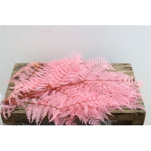 Pres Bracken Fern 5pc L Pink Bunch