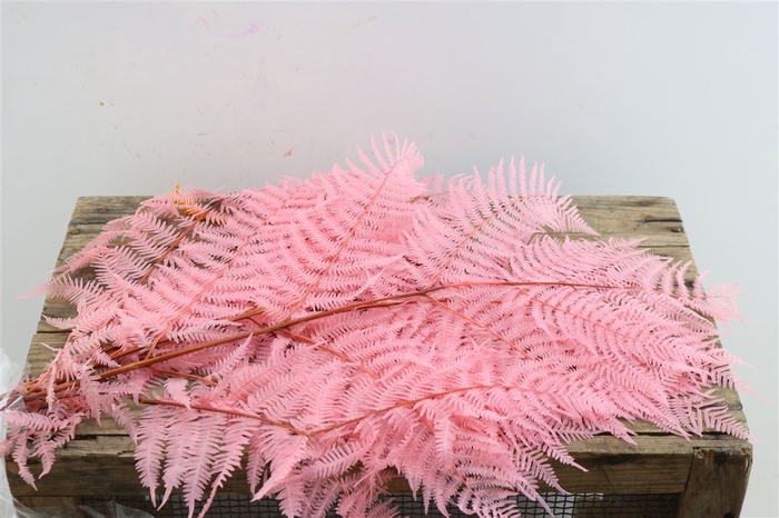 <h4>Pres Bracken Fern 5pc L Pink Bunch</h4>