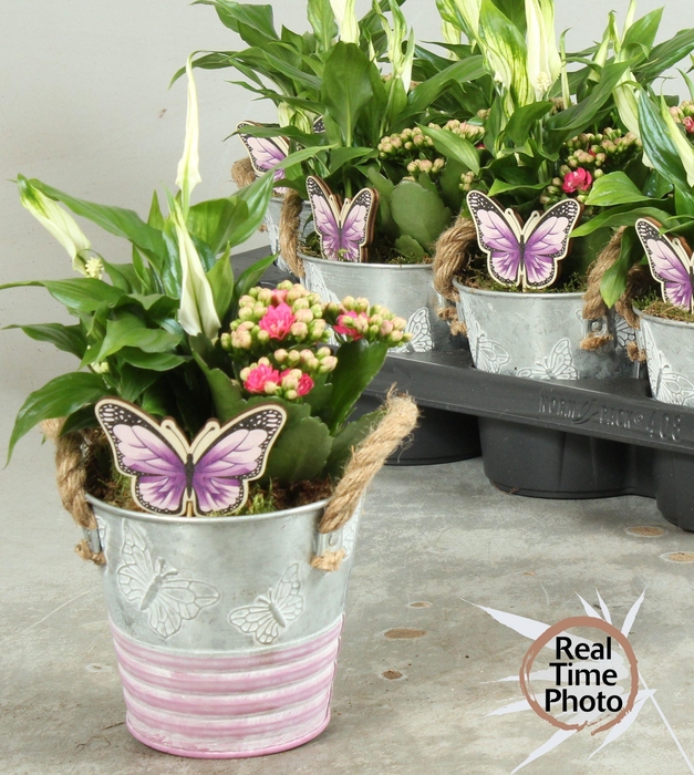 <h4>ARR KAMERPL</h4>