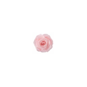 Rose Ines Pink Champagne