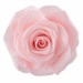 Rose Ines Pink Champagne