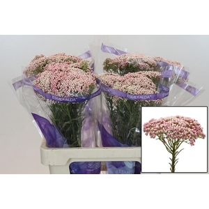 OZOTH COOKS TALL PIN