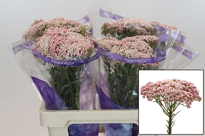 <h4>OZOTH COOKS TALL PIN</h4>