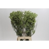 Anigozanthos Green