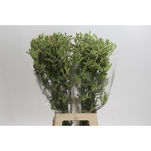 Anigozanthos Green
