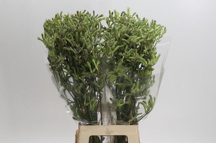 Anigozanthos Green