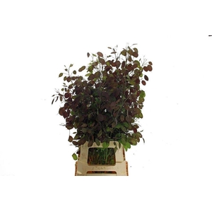 LUNARIA ANN PAARSE P