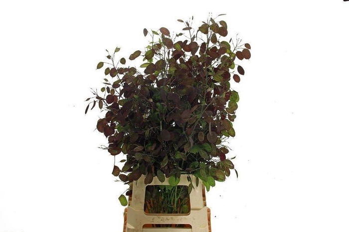 <h4>LUNARIA ANN PAARSE P</h4>