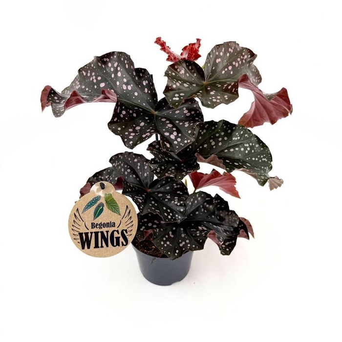 <h4>BEGONIA MACULATA P12 CRACKLIN ROSIE</h4>