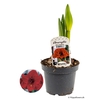 HIPPEASTRUM-HYBRID p13